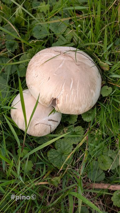 Zwei helle Pilze stehen in grünem Gras.