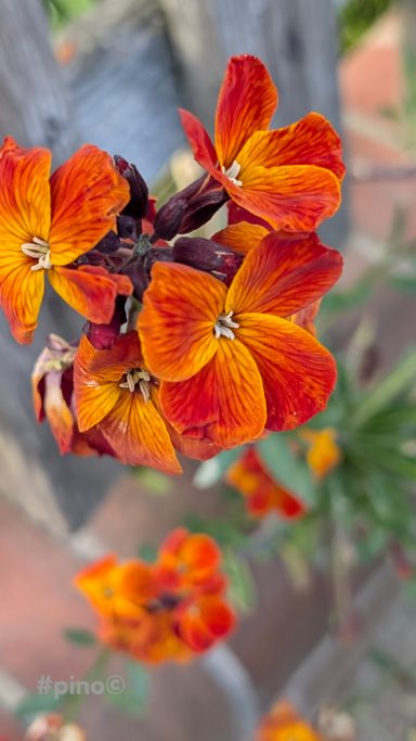 Orangen- und rote Blüten mit fünf Blütenblättern und grünen Blättern im Hintergrund.