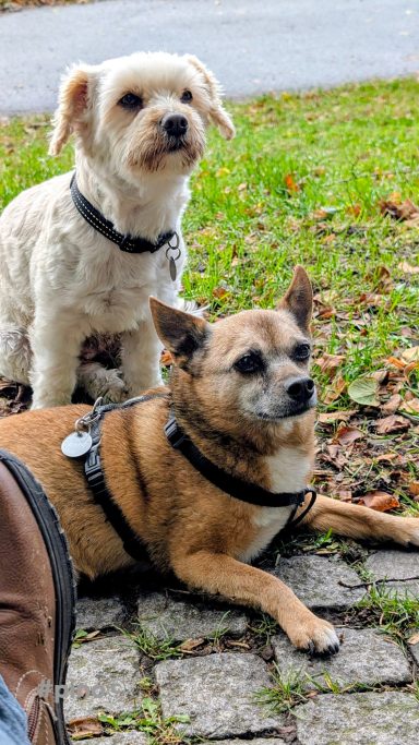 Zwei Hunde mit Geschirren, einer sitzt und der andere steht im Hintergrund.