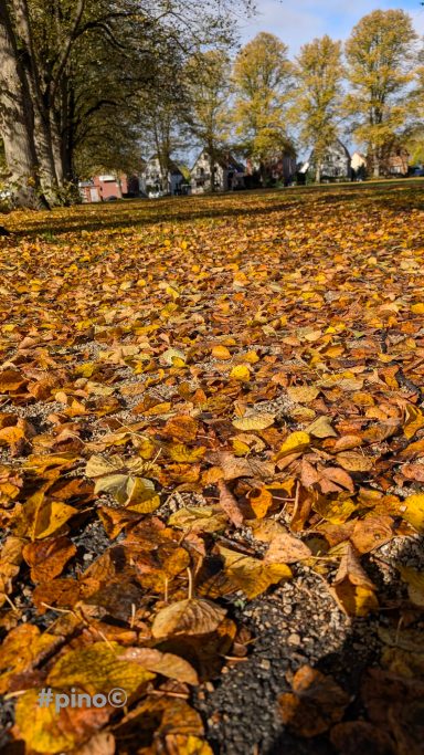 Bunte Herbstblätter bedecken den Boden in einem Park mit Bäumen im Hintergrund.