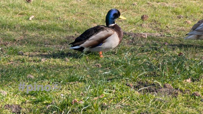 Eine Ente mit braunem und grünem Gefieder steht auf grünem Gras.