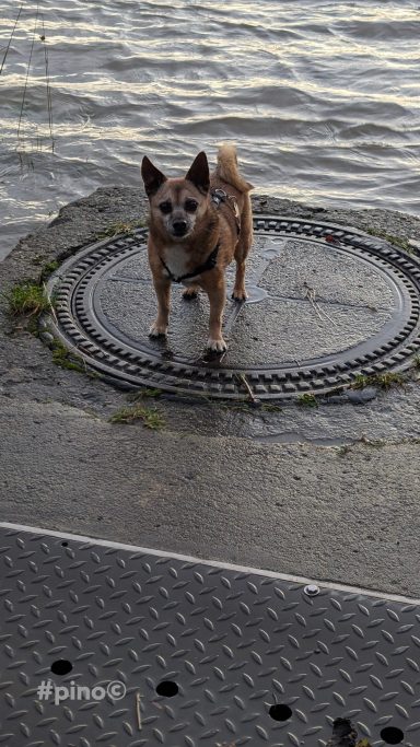 Kleiner Hund steht auf einem Deckel am Ufer, Wasser im Hintergrund.