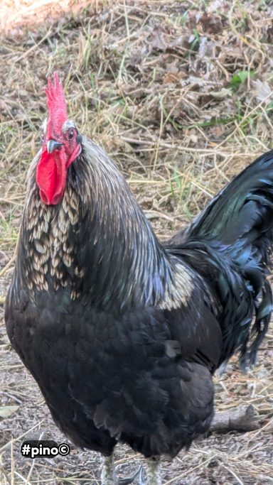 Schwarzer Hahn mit rotem Kamm und glänzendem Gefieder in natürlicher Umgebung.