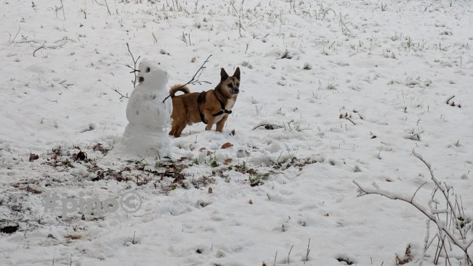 Ein Hund steht im Schnee, neben einem geschneiten Schneemann.