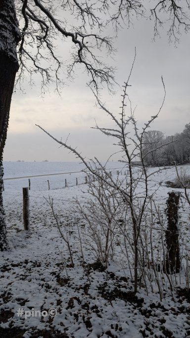 Verschneite Landschaft mit kahlen Bäumen und einem hügeligen Horizont im Hintergrund.