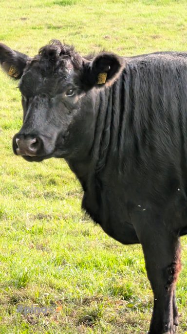 Schwarze Kuh auf einer Wiese, mit kurzem, lockigem Fell und aufmerksamen Blick.