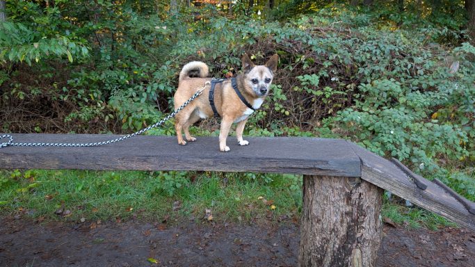 Ein kleiner Hund steht auf einer Holzplattform im Freien, umgeben von grüner Vegetation.