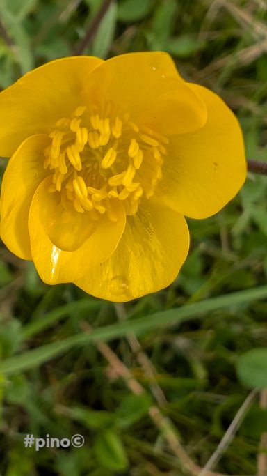 Eine leuchtend gelbe Blüte mit zahlreichen Blütenstaubgefäßen auf grünem Hintergrund.