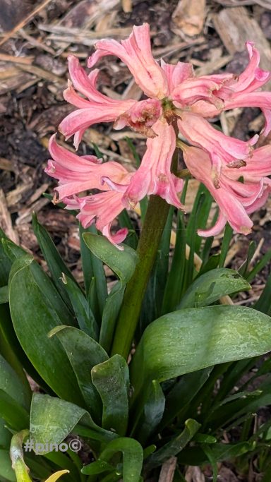 Hellrosa Hyazinthe mit gefransten Blütenblättern und grünem Laub.