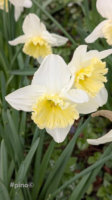 Gelbe und weiße Narzissenblüten in einem grünen Garten.