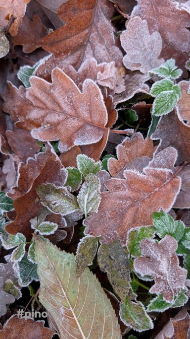 Frostbedeckte Blätter in verschiedenen Farben, gemischt mit grünen Pflanzen.