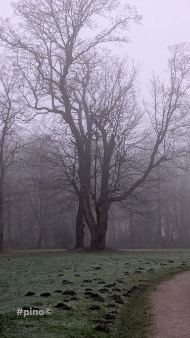 Ein Nebelwald mit einem großen Baum und verwachsenen Pfaden im Vordergrund.