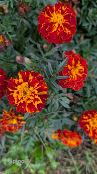 Leuchtend rote und orange Ringelblumen mit grünen Blättern in voller Blüte.
