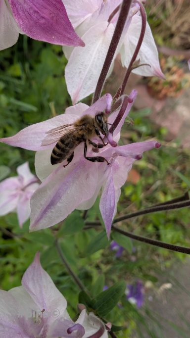 Biene sitzt auf einer lila Blüte in einem grünen Garten.