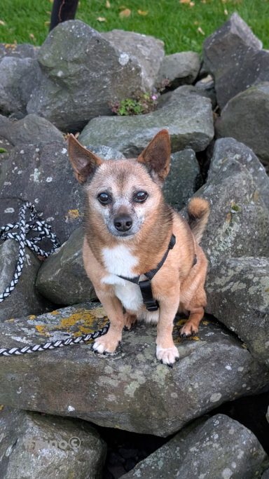 Ein kleiner Chihuahua sitzt auf Steinen mit einem Geschirr. 