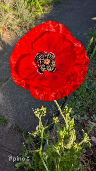 Rotes Mohnblumen mit grünen Blättern, umgeben von natürlichem Hintergrund.