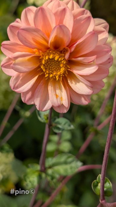 Pfirsichfarbene Dahlie mit gelben Mittelpunkten und grünen Blättern im Hintergrund.