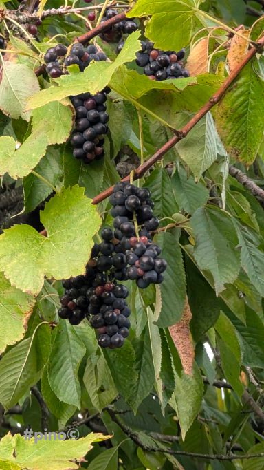 Dunkle Trauben hängen an einem Rebstock, umgeben von grünen Blättern.