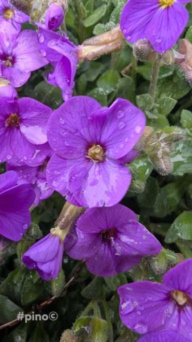Violette Blumen mit Wassertropfen auf grünen Blättern.