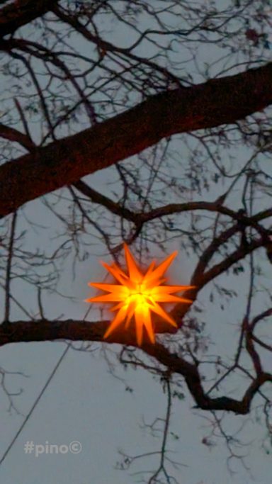 Ein leuchtender Weihnachtsstern hängt an einem Baumzweig im Dämmerlicht.