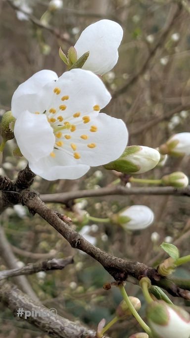 Weißer Kirschblütenzweig mit gelben Staubgefäßen und geschlossenen Knospen.