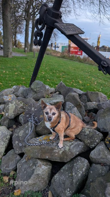 Ein kleiner Hund sitzt auf einem Haufen Steine, umgeben von Gras und Bäumen.
