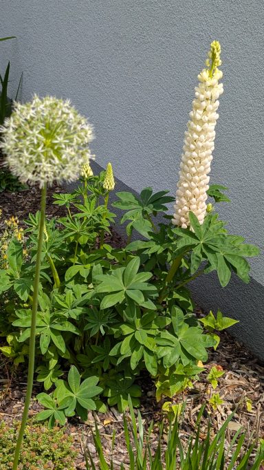 Weiße Blüte mit langen Blütenstand neben einer kugeligen weißen Blüte.