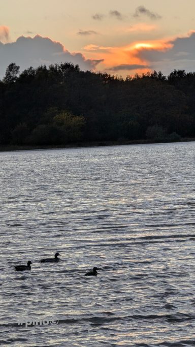 Drei Enten schwimmen auf einem ruhigen Gewässer bei Sonnenuntergang.