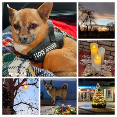 Chihuahua auf einer Decke, Kerzen, Baum mit Lichtern und Weihnachtsbaum.