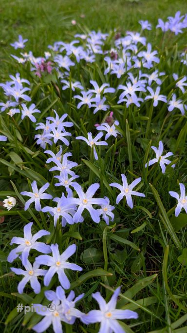 Bunte Blüten mit lila Sternenforma auf grüner Wiese.