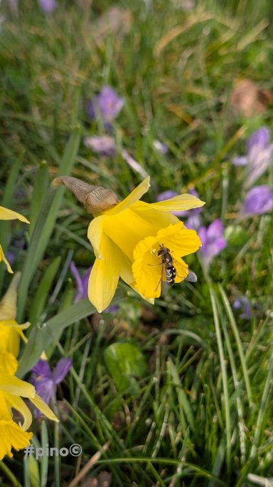 Gelbe Narzissen blühen neben lila Krokussen in einem grünen Feld.
