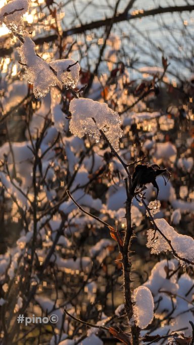 Zweige mit Schnee und Sonnenlicht im Hintergrund, warme Farbnuancen.