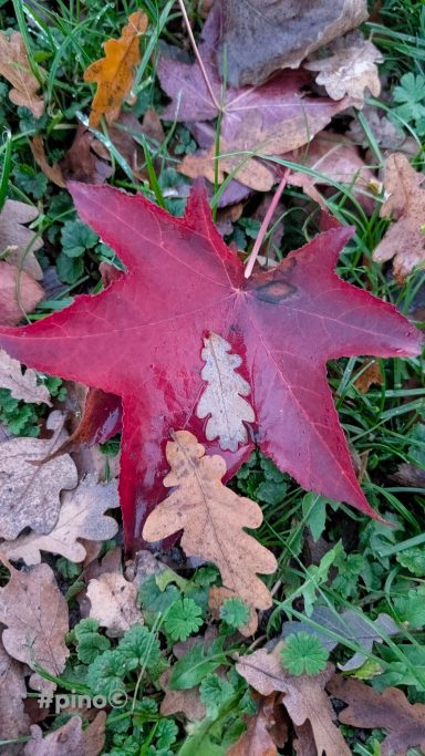 Bunte Herbstblätter, darunter ein großes rotes Blatt und kleine braune Blätter.