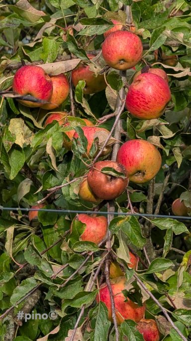 Reife Äpfel mit roter und gelber Farbe hängen an einem Baum.