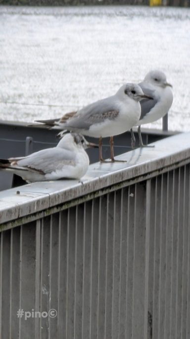 Drei Möwen sitzen auf einer Metallkante am Wasser.