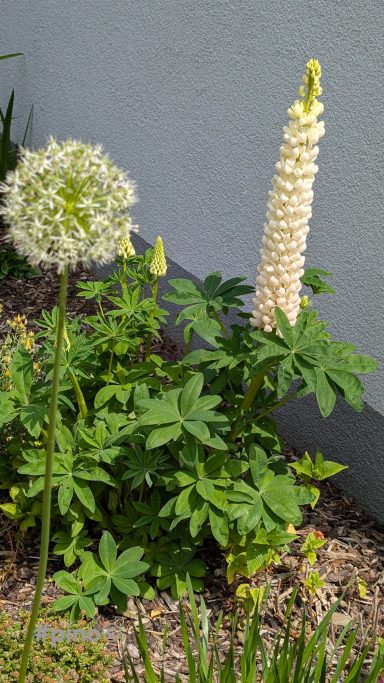 Weißer Lupinenblütenstand neben einer kugelförmigen, weißen Zierlauchblüte.