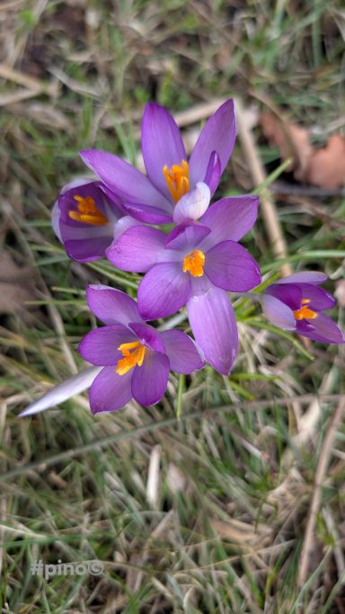 Lila Krokusse mit orangefarbenen Staubgefäßen auf grünem Gras.