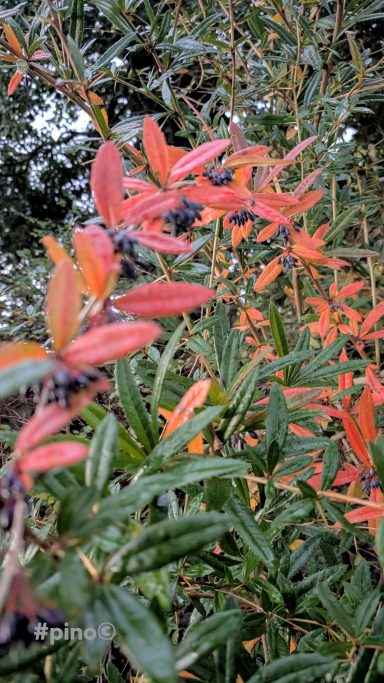 Bunte Laubblätter in verschiedenen Rottönen an einem grünen Zweig.