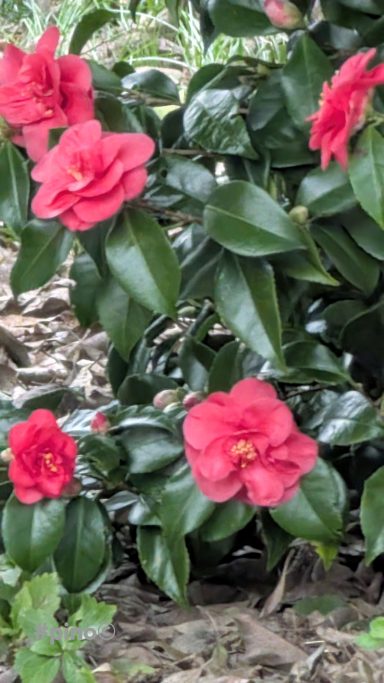 Rosa Kamelienblüten umgeben von grünen Blättern im Garten.