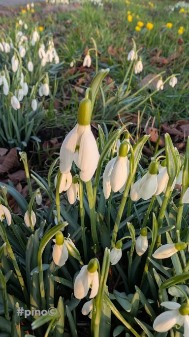 Schneeglöckchen blühen in einer frischen Frühlingslandschaft.