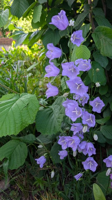 Lila Blüten der Glockenblume zwischen grünen Blättern.