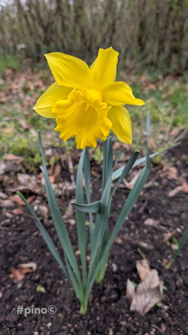 Eine gelbe Narzisse blüht vor einem unscharfen Hintergrund aus Pflanzen.