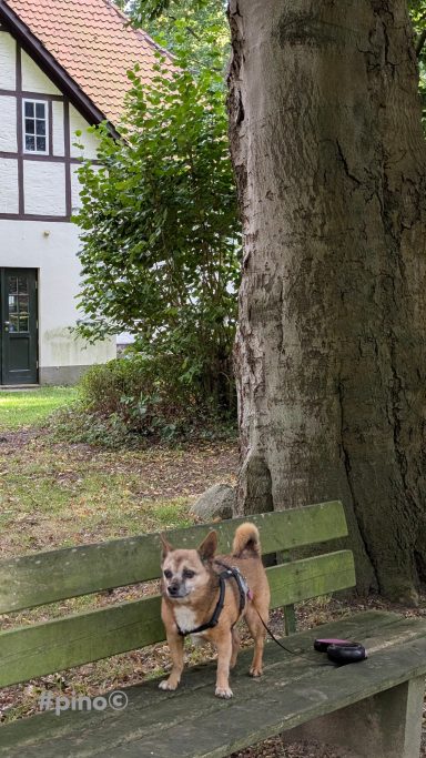 Schloß Schönebeck mit PINO