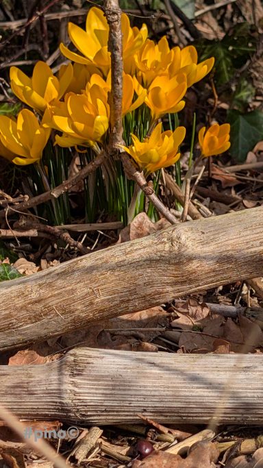 Gelbe Blumen wachsen zwischen Zweigen und Laub am Boden.