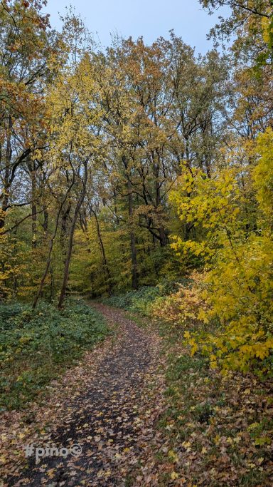 Waldweg durch herbstliche Bäume mit gelben Blättern und kiesigem Boden.