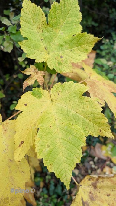 Grüne und gelbe Blätter eines Baumes im Freien.