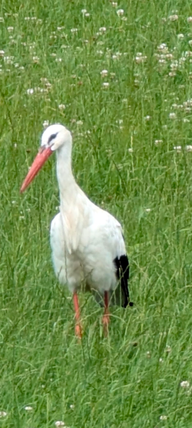 Ein einzelner Storch mit rotem Schnabel auf grünem Gras.