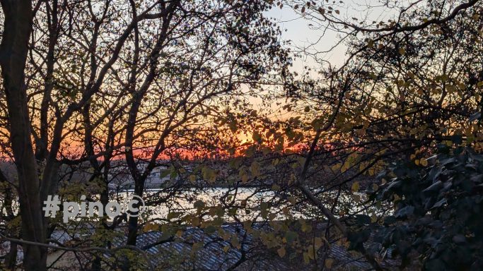 Sonnenuntergang hinter Bäumen, mit spiegelndem Wasser im Vordergrund.