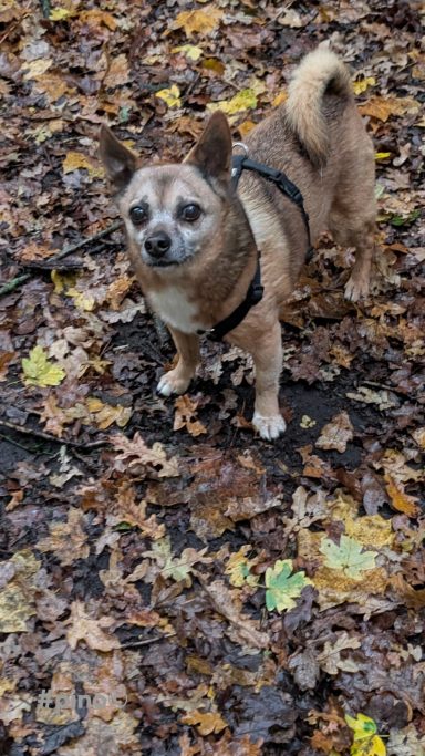 Ein kleiner Chihuahua steht auf einem mit Blättern bedeckten Boden.