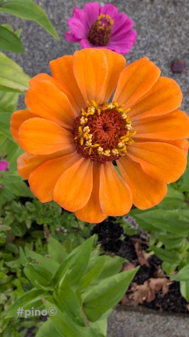 Helle orange Blüte mit gelben Staubfäden, umgeben von grünen Blättern und einer pinken Blüte im Hintergrund.